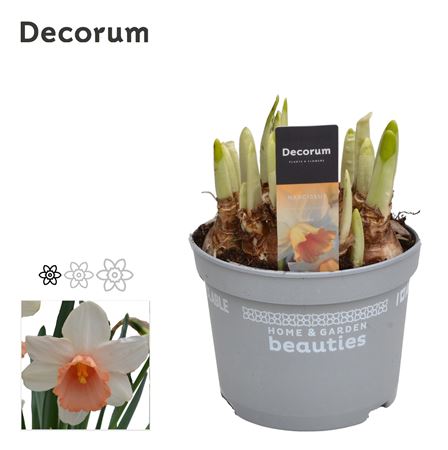 Narcissus Iwona (decorum)