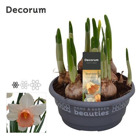 Narcissus Iwona (decorum)