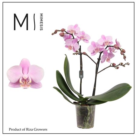 Phal 2st Beaution  22+ (mimesis)