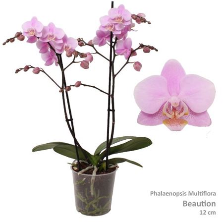 Phal Multi 2st Beaution 30+ (pannekoek)