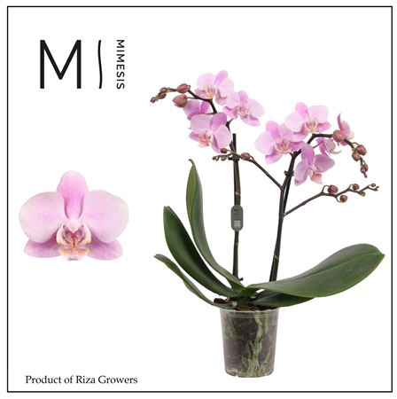 Phal 2st Beaution 22+ (mimesis)