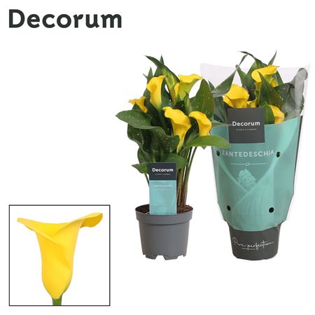 Zantedeschia Yellow (decorum)