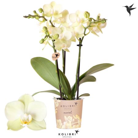 Phal 3st Mexico 26+ ( Ok )