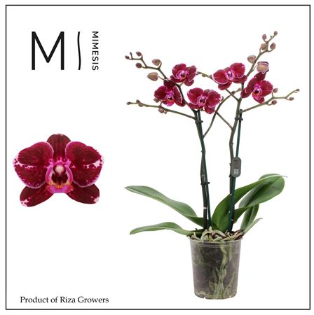 Phal 2st Broken Heart 22+ Mimesis