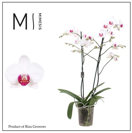 Phal 2st Association 16+ Mimesis (orchid Growers)
