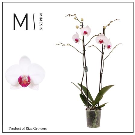 Phal 2st Association 16+ Mimesis (orchid Growers)