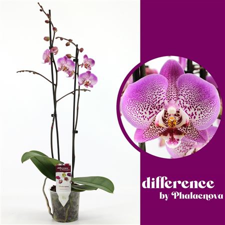 Phal 2st Jillion 18+ (phalaenova)