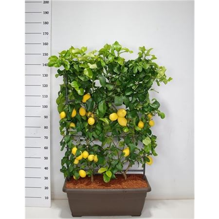 Citrus Limonium Volkameriana On Reck