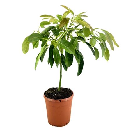 Персея Американа на стебле