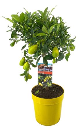 Citrus Limequat On Stem