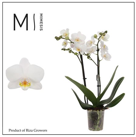 Phalaenopsis Innsbruck 2 Spike - 9cm | Mimesis