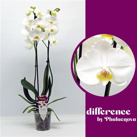 Phal 2st Notthingam 18+ (phalaenova)