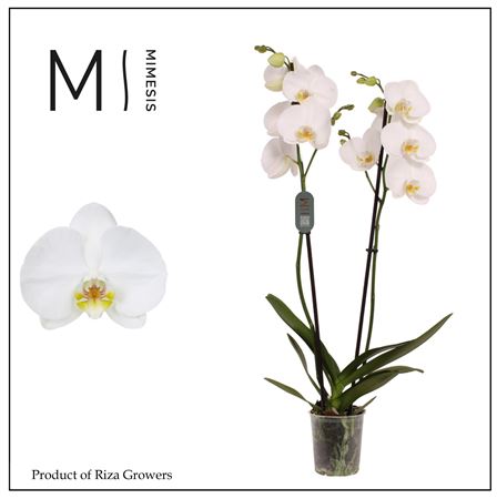 Фал 2-й Ноттингем 14+