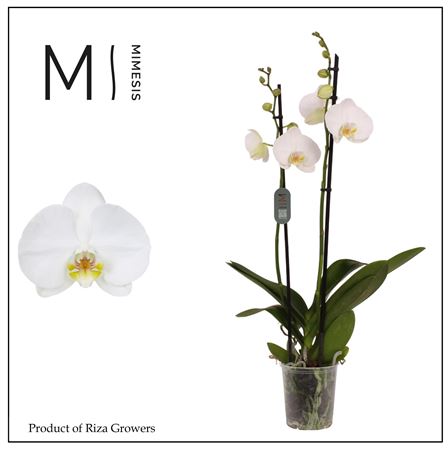 Phal 2st Nottingham (mimesis)