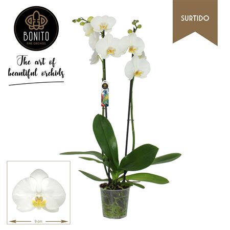 Phal 2st Surtido Nottingham 18+ (bonito)