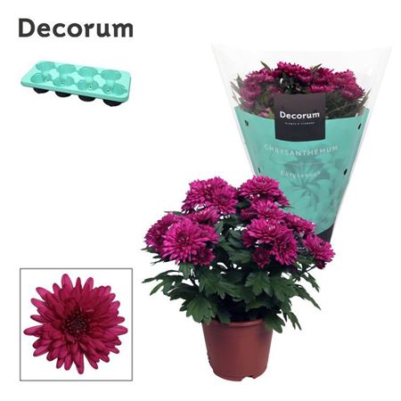 Chrys Grandezza Purple (decorum)