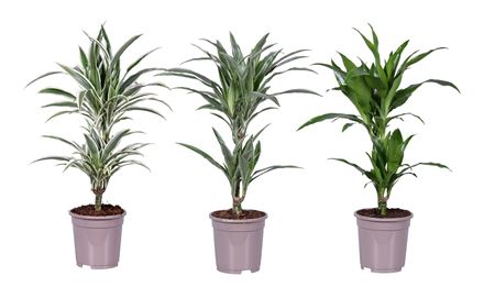 Dracaena Deremensis Mix