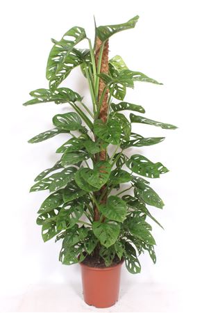 Монстера Monkey Leaf Mosspole