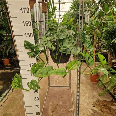 Monstera Adansonii Monkey Mask Hangplant T-100cm
