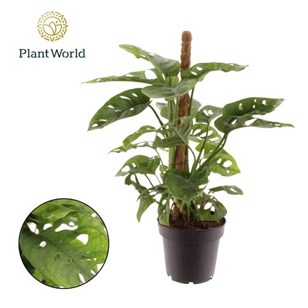 Monstera Obliqua 'monkey Leaf' Mosstok