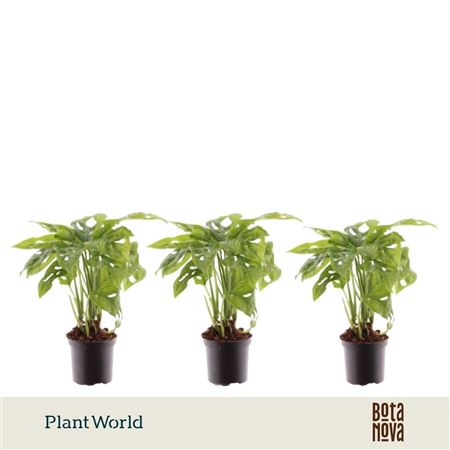 Monstera Monkey Leaf 7 Cm