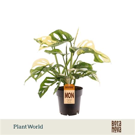 Monstera Obiqua Monkey Japanese Tricolour