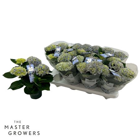 Hydrangea Ma Magical Revolution Blue 3+