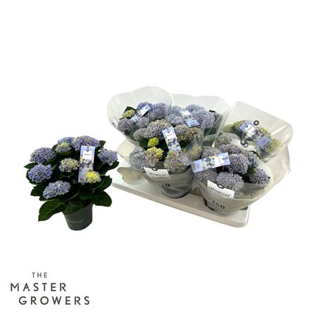 Hydrangea Ma Magical Revolution Blue 5+