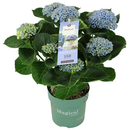Hydrangea Ma Magical Revolution Blue 5+