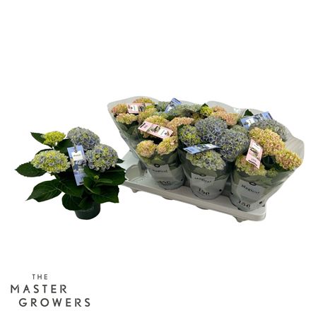 Гортензия Ма Волшебная Революция Микс 3+