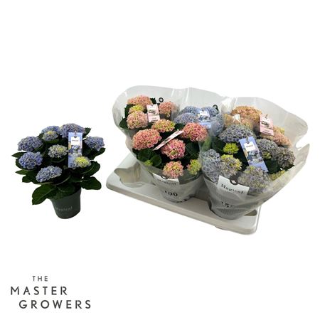 Hydrangea Ma Magical Revolution Mix 5+