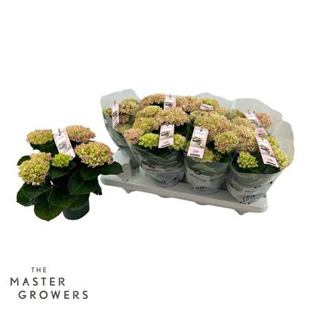 Hydrangea Ma Magical Revolution Pink 3+