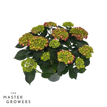 Hydrangea Ma Magical Greenfire Red 9+
