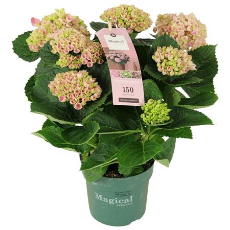 Hydrangea Ma Magical Revolution Pink 9+