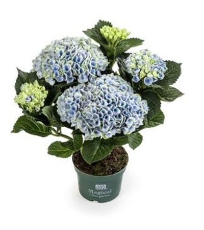 Hydrangea Ma Magical Revolution Blue 3+