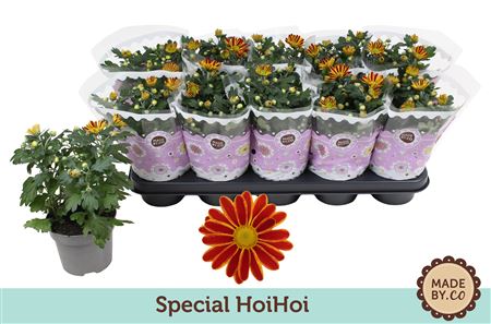 Chrys Special Hoihoi