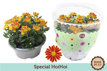 Chrys Classic Hoihoi