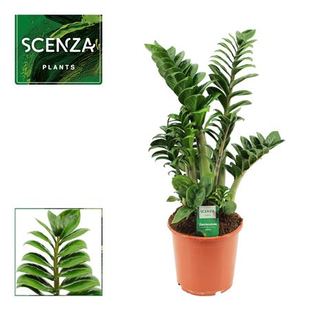 Zamioculcas Zenzi 4+