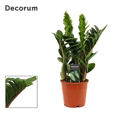 Zamioculcas Zenzi 4+