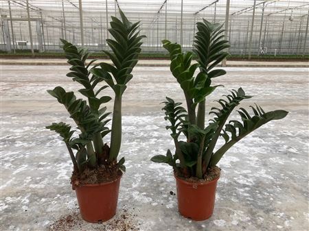 Zamioculcas Zenzi 2+