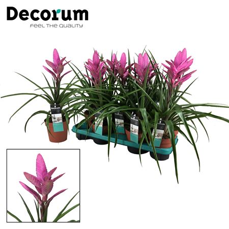 Tillandsia Amira (decorum)