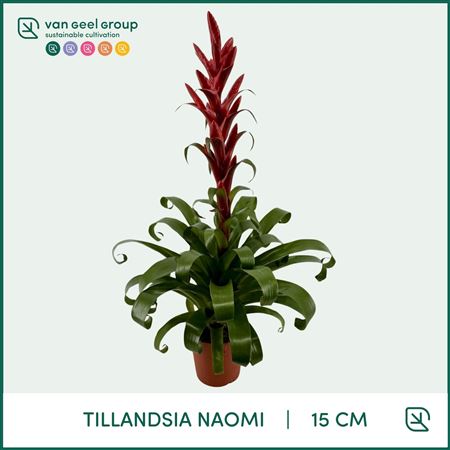 Tillandsia Naomi