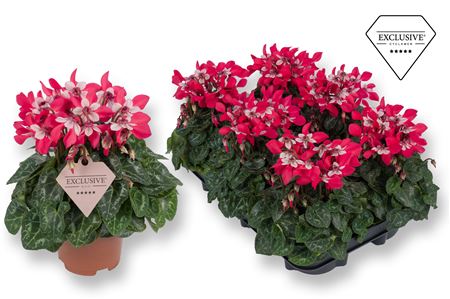 Cyclamen Djix Red (exclusive)
