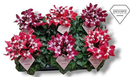 Cyclamen Djix Red/wine Red Mix (exclusive)