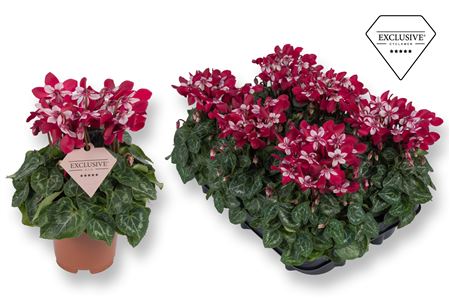 Cyclamen Djix Wine Red (exclusive)