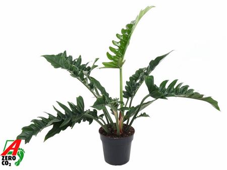 Philodendron Narrow