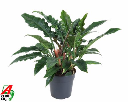 Philodendron Narrow