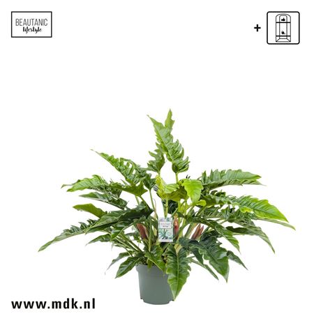 Филодендрон Узкий Побег