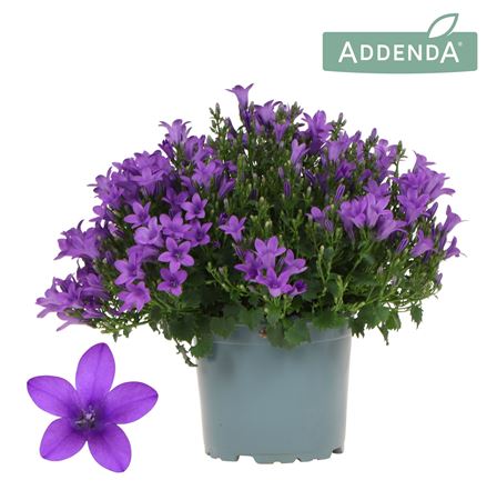 Campanula Intense Purple