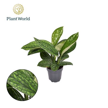 Epipremnum Pinnatum 'marble Planet'